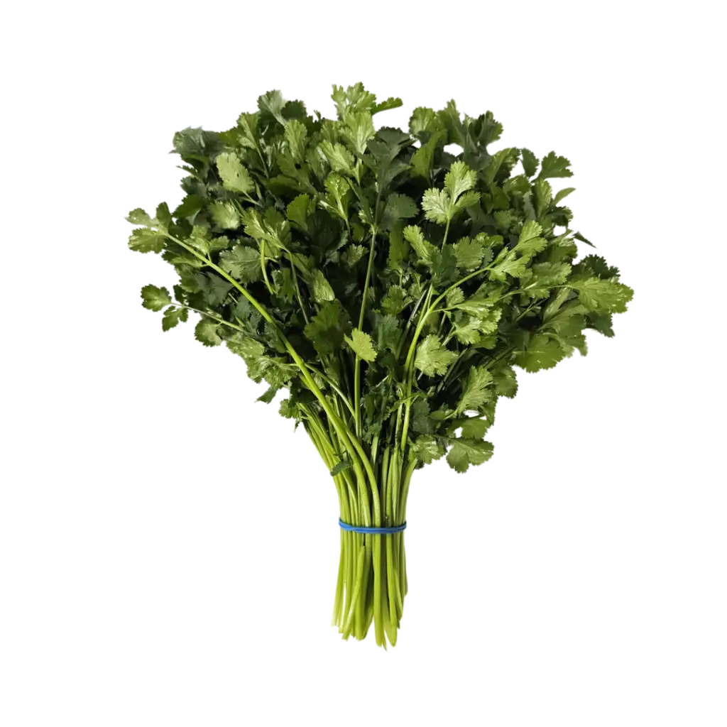 cilantro hierba