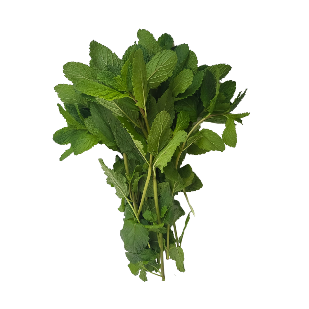 MENTA
