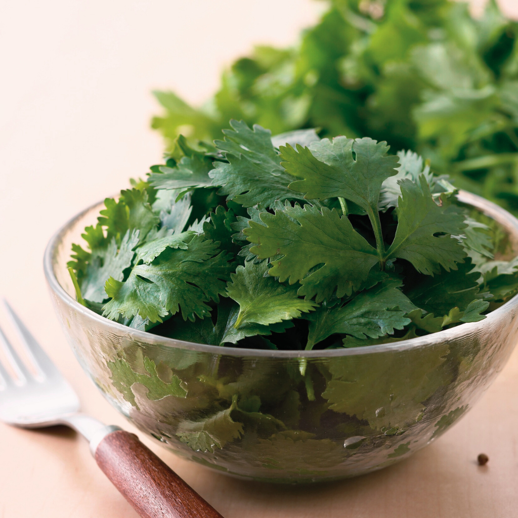 Cilantro Fresco: Cómo usarlo, conservarlo y amarlo en la cocina